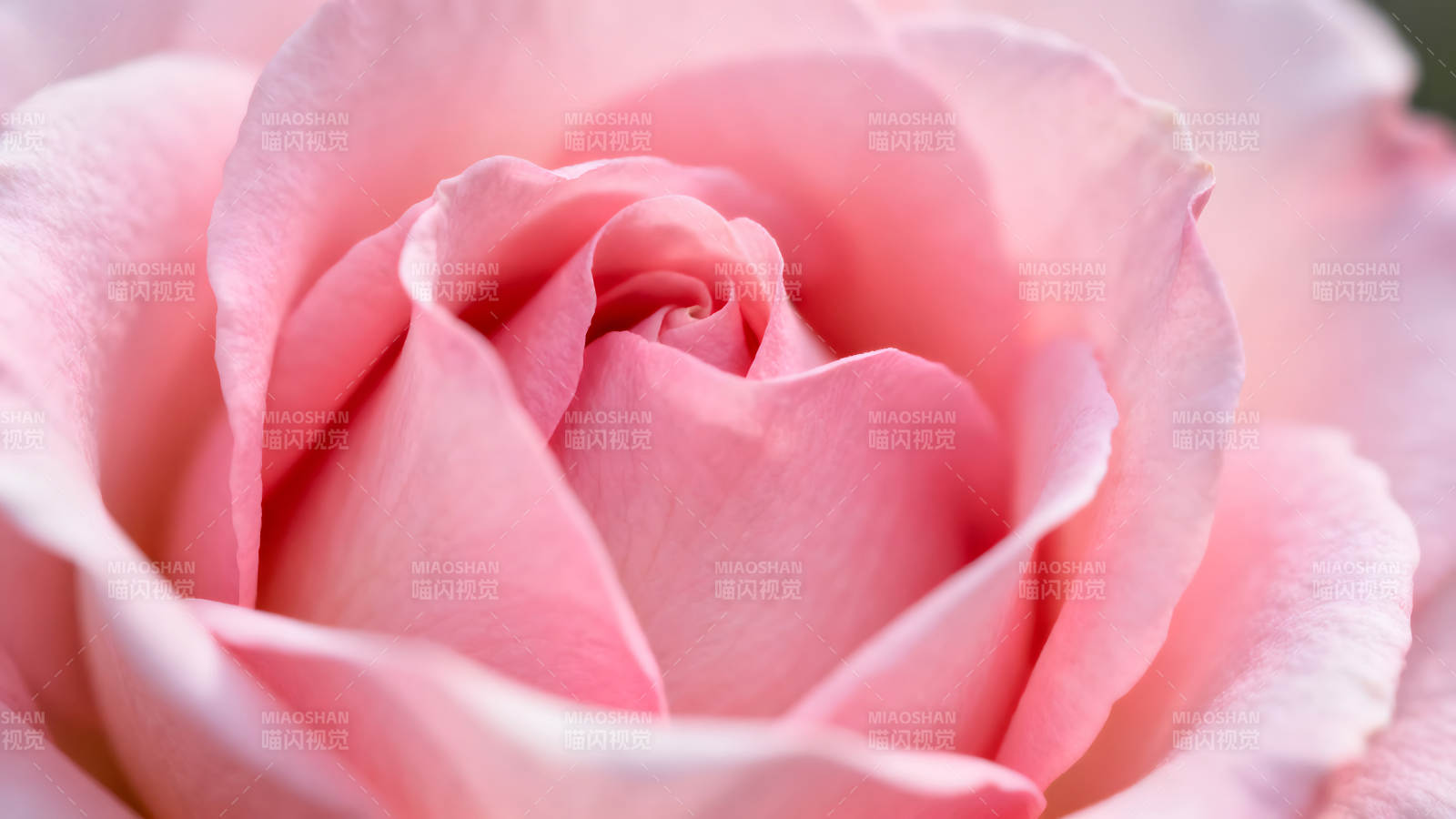 粉色玫瑰花瓣特写镜头-图片