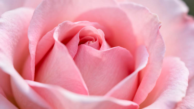 粉色玫瑰花瓣特写镜头-图片