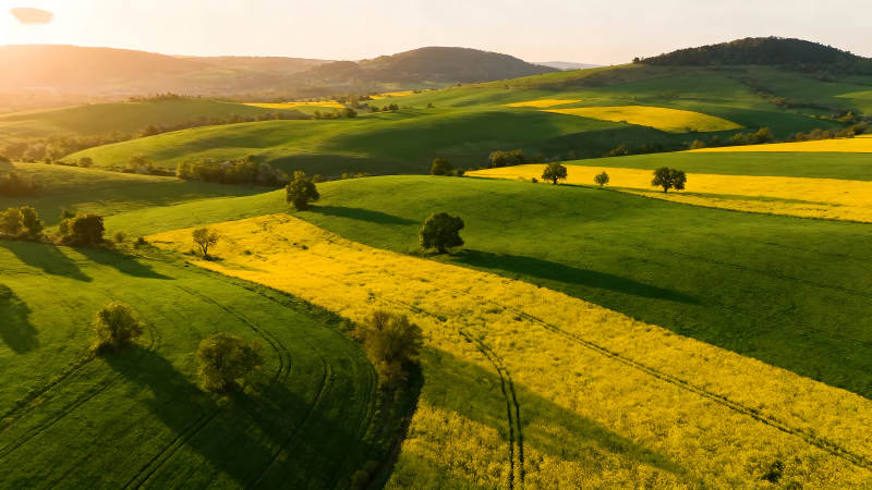 田野风光阳光明媚油菜花田地-图片