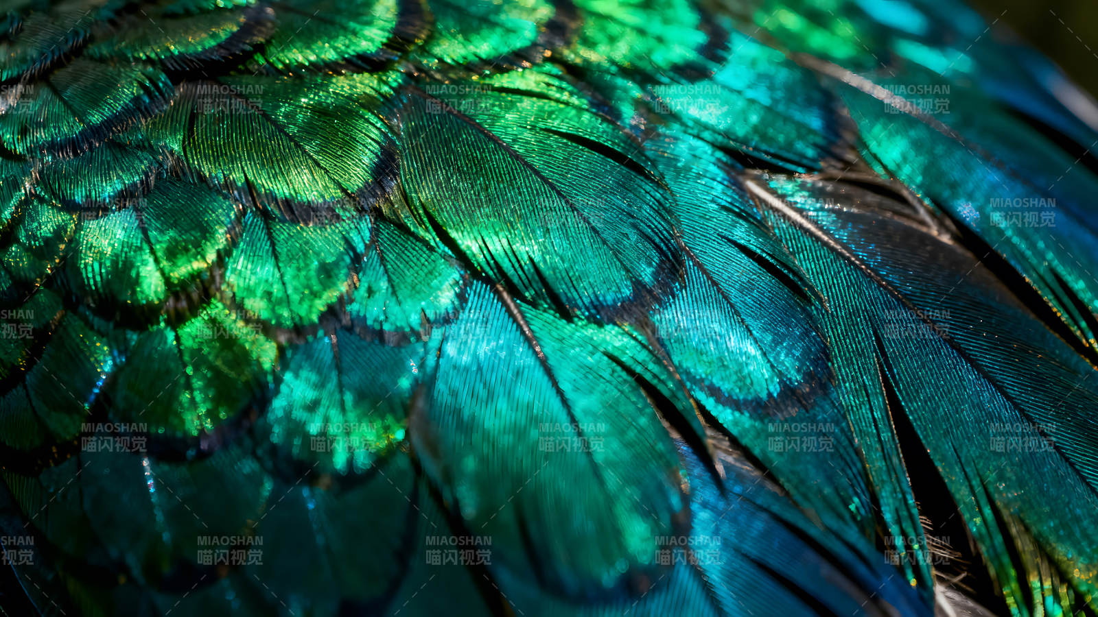 翠绿色羽毛特写绚丽光泽-图片