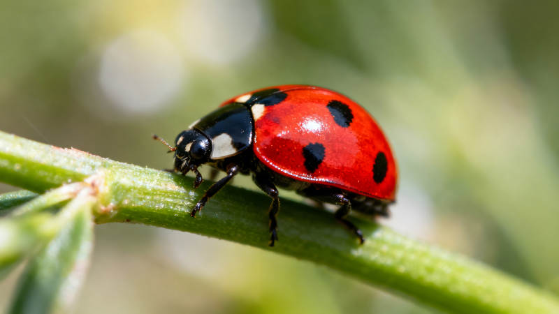 瓢虫停在树枝上特写镜头-图片