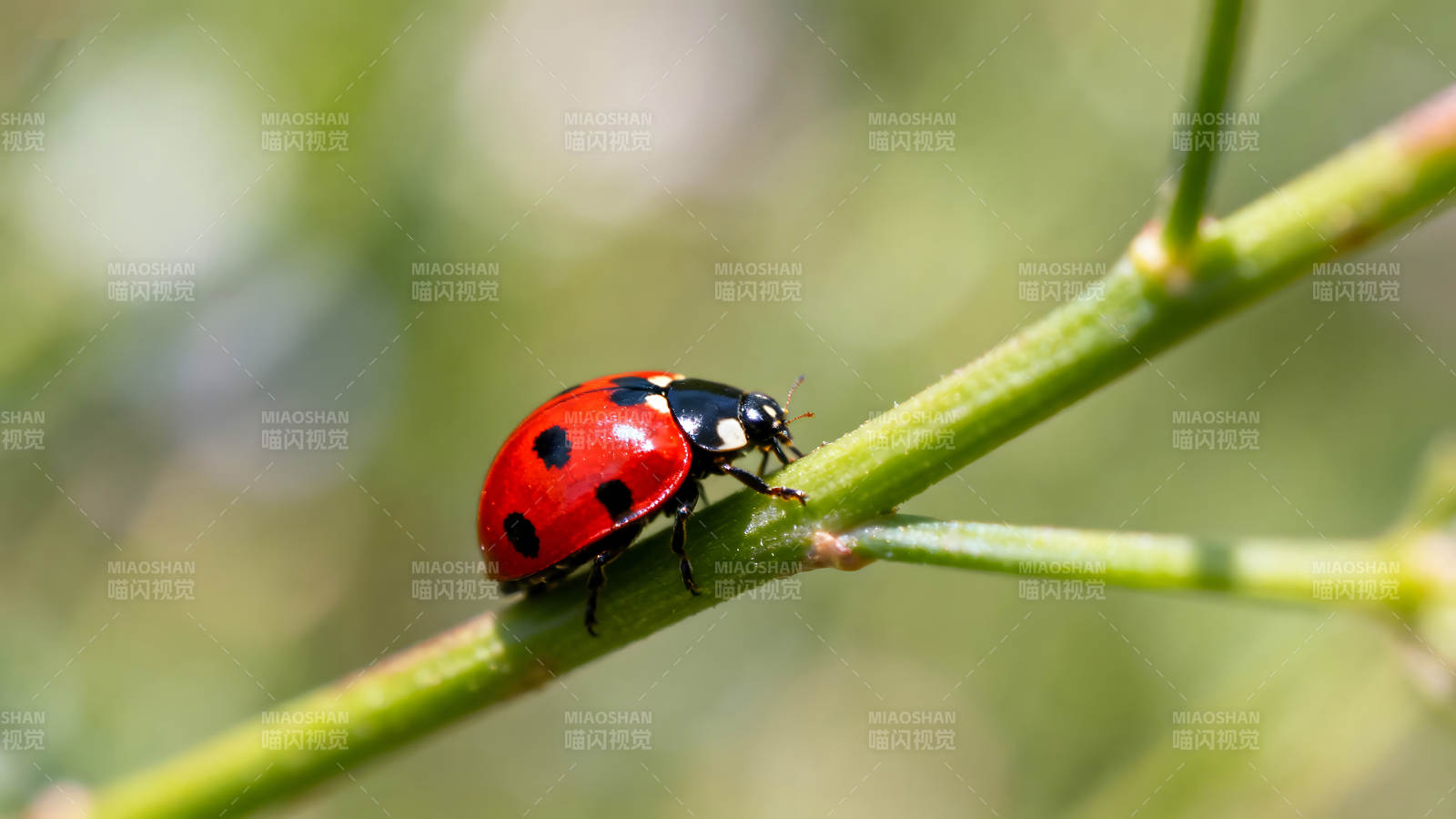瓢虫栖息在绿色的茎上背景模糊图片