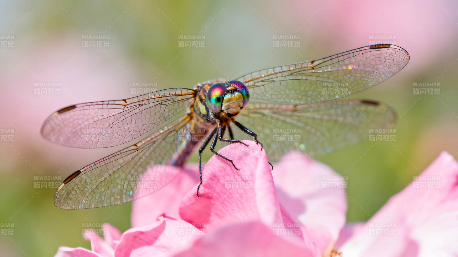 蜻蜓停在粉色花瓣上图片