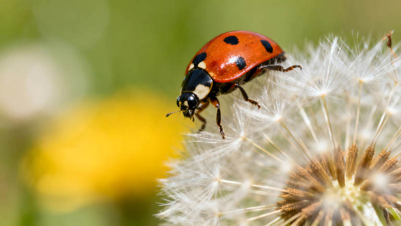 瓢虫依附蒲公英特写-图片