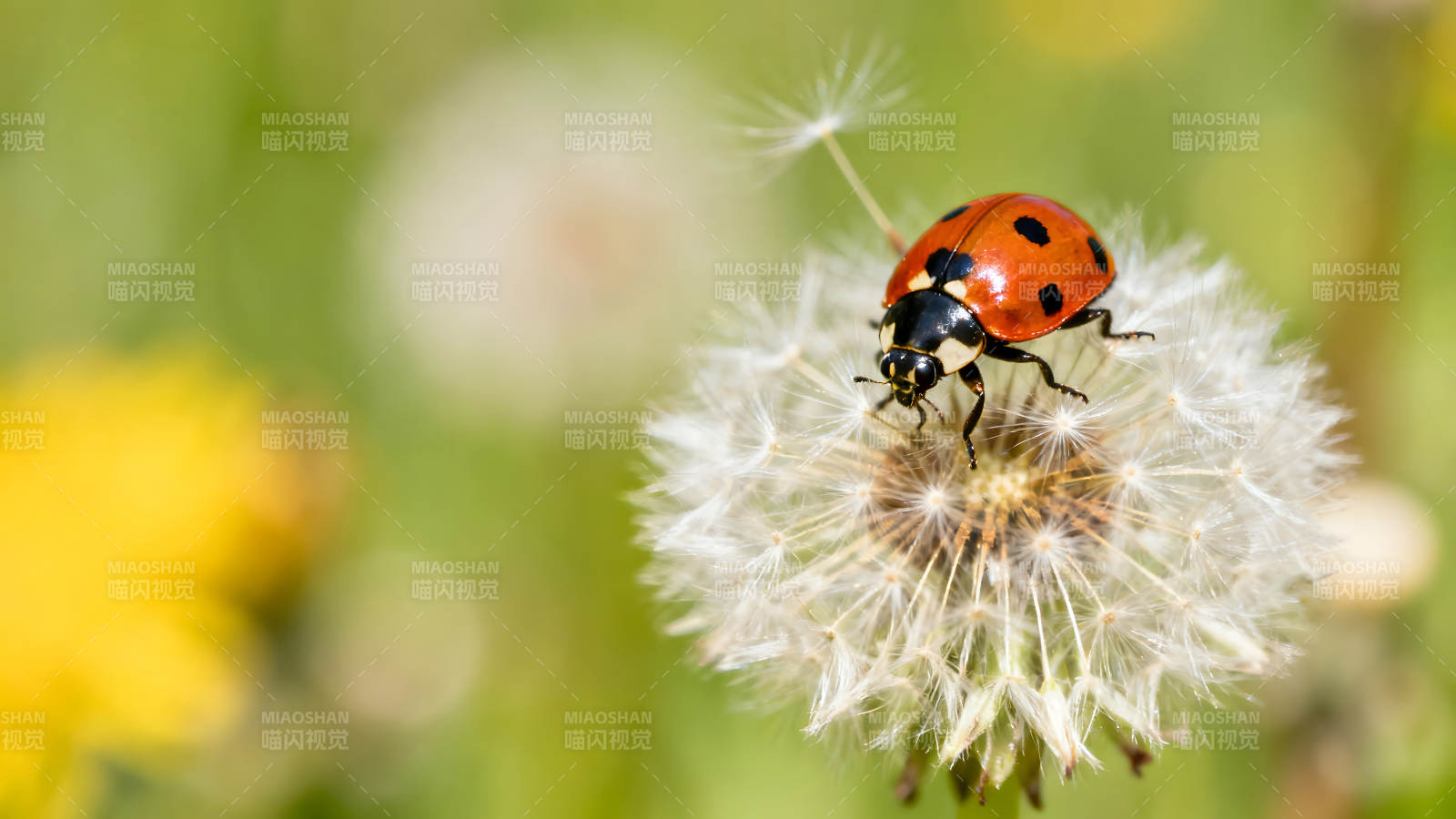 瓢虫停在蒲公英上图片