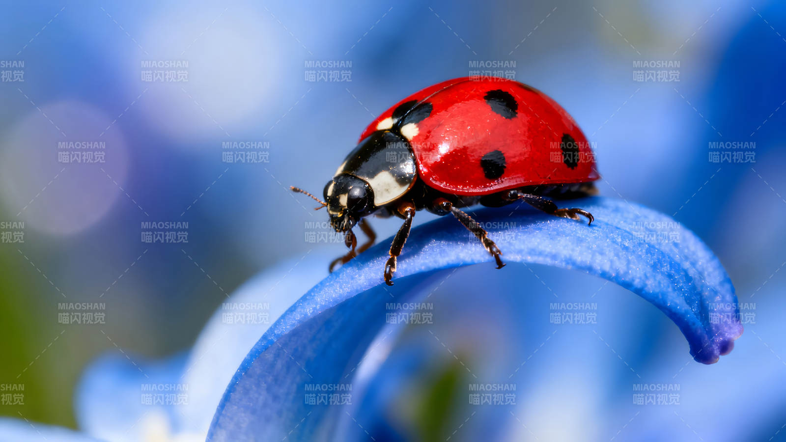 瓢虫停在蓝色花瓣上图片