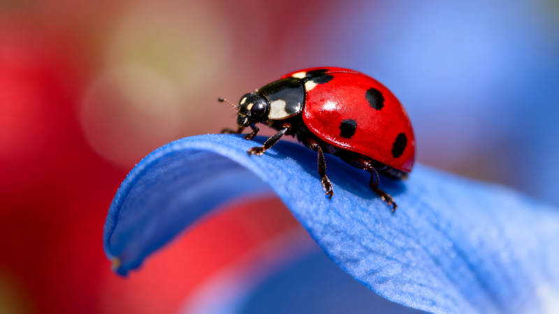 瓢虫停留在蓝色花瓣上色彩鲜艳-图片