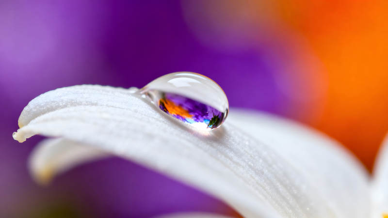 水珠映衬花瓣色彩-图片