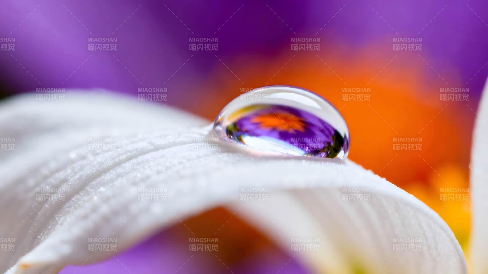 水滴倒影花朵颜色绚丽光影-图片