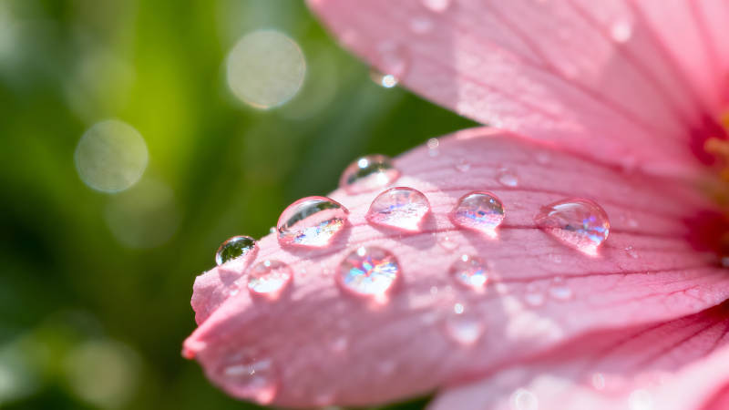 粉色花瓣晶莹水珠绽放光彩-图片