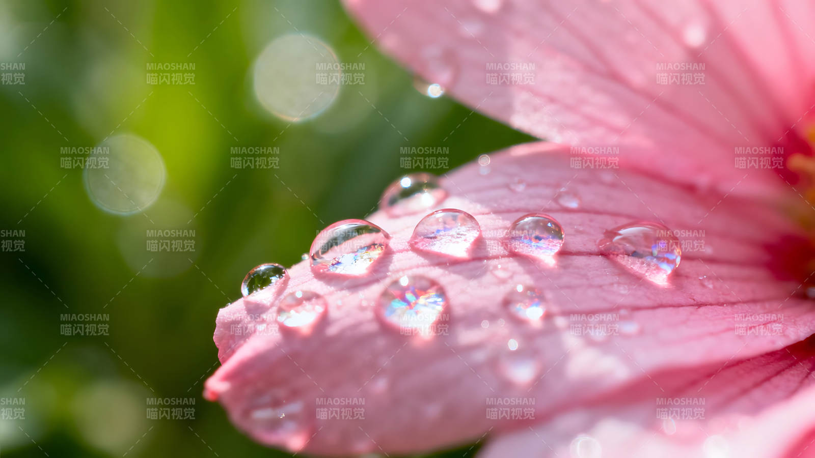 粉色花瓣晶莹水珠绽放光彩-图片
