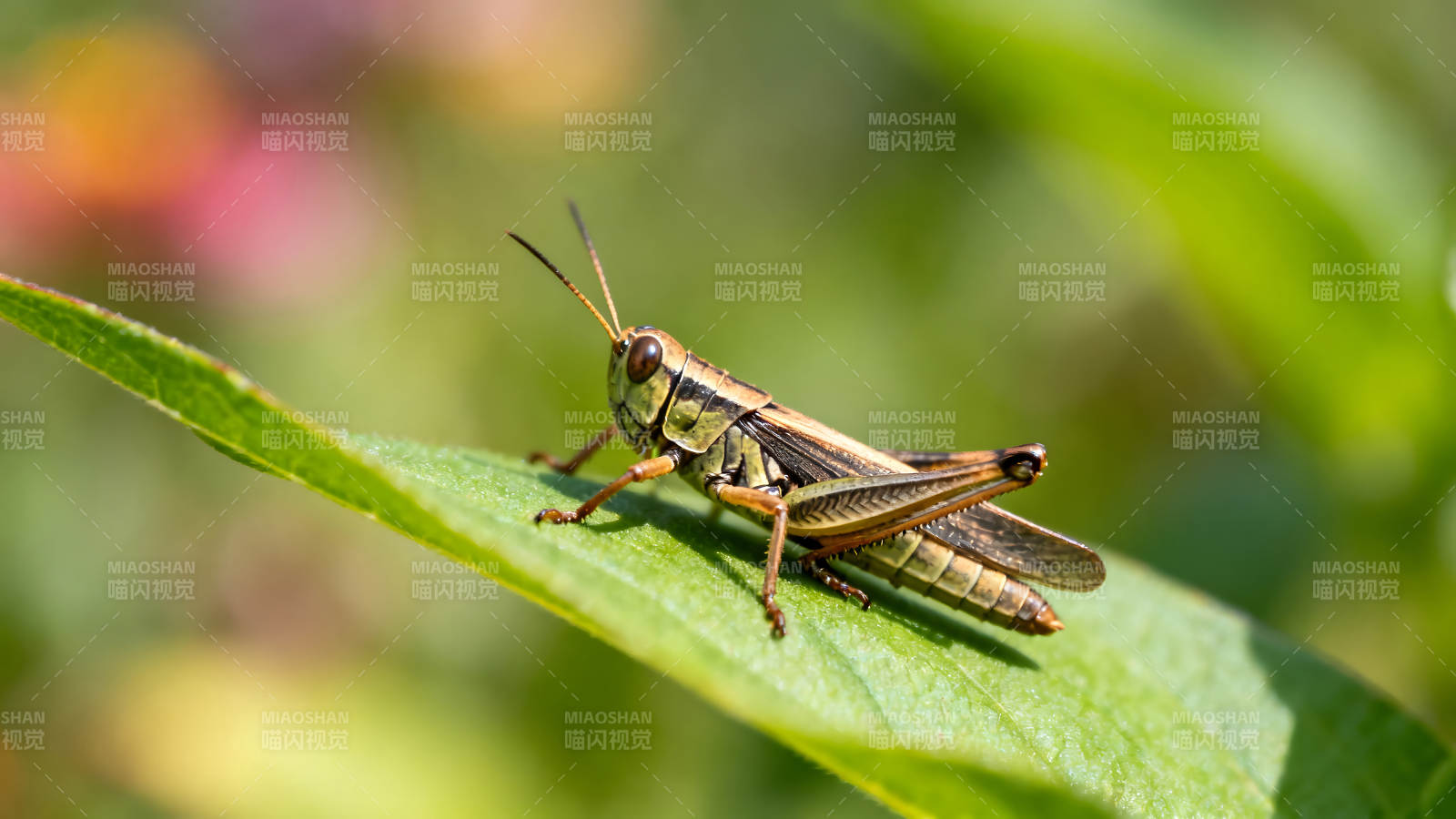 草蛉栖息绿叶特写图片