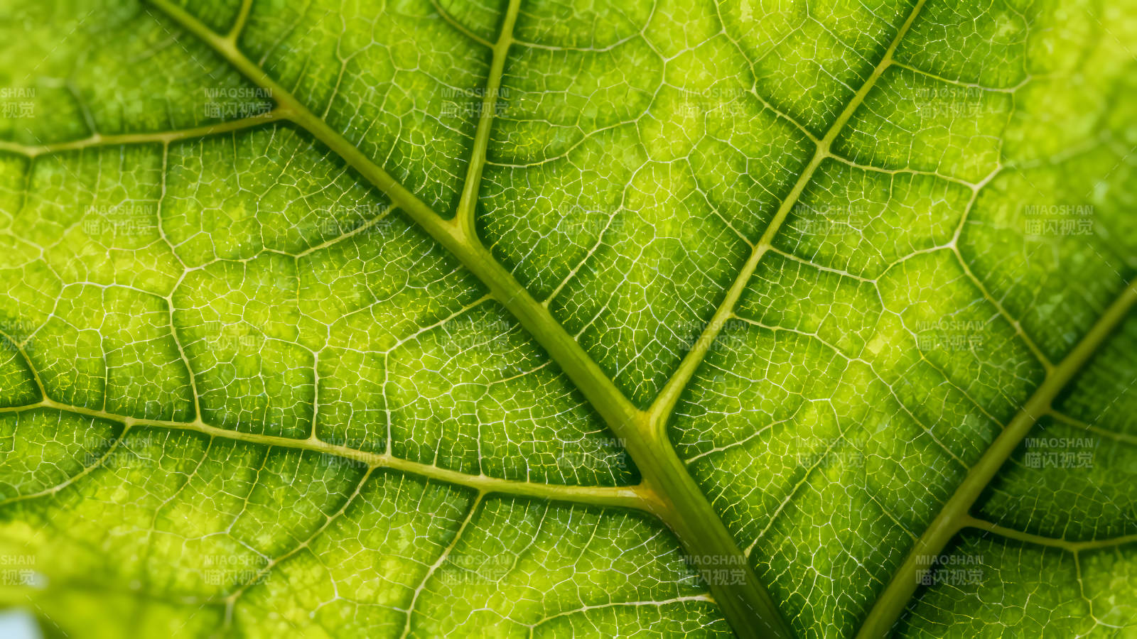 綠葉脈絡細節特寫圖片