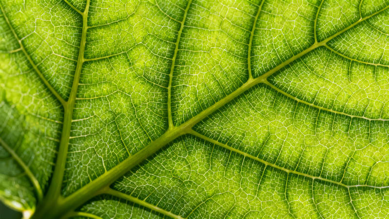 叶脉纹理细节的特写鲜绿的叶片清晰可见-图片