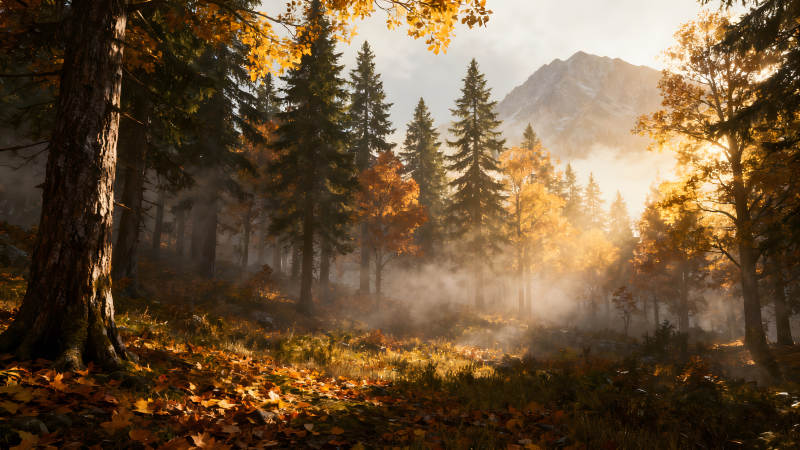 秋日森林陽光穿透薄霧-圖片