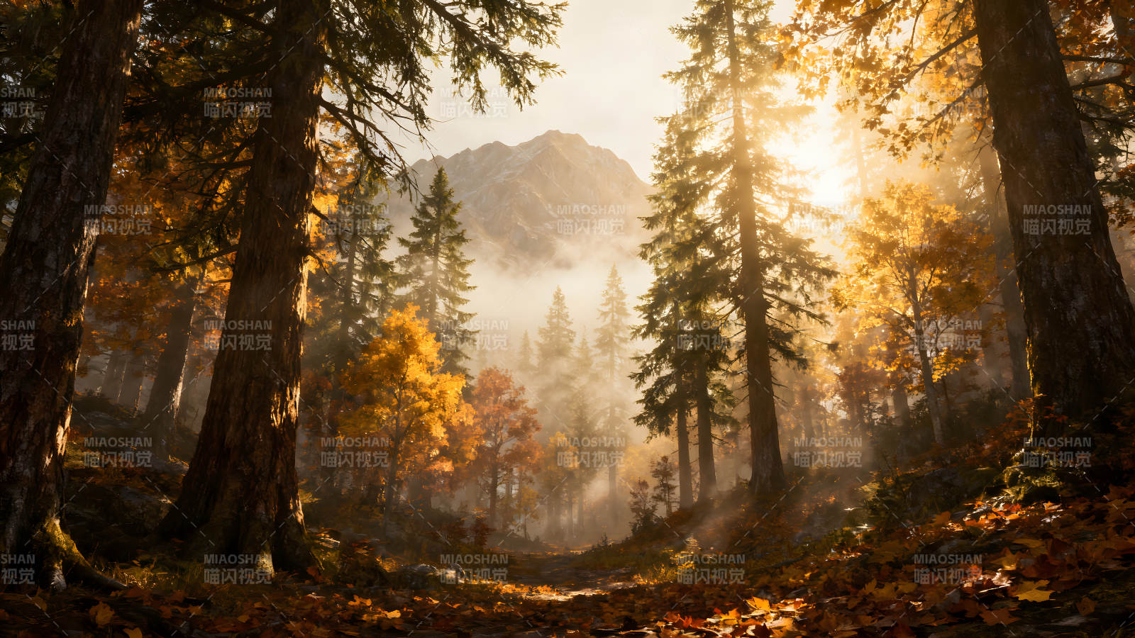 秋日森林陽(yáng)光穿透霧氣風(fēng)景-圖片