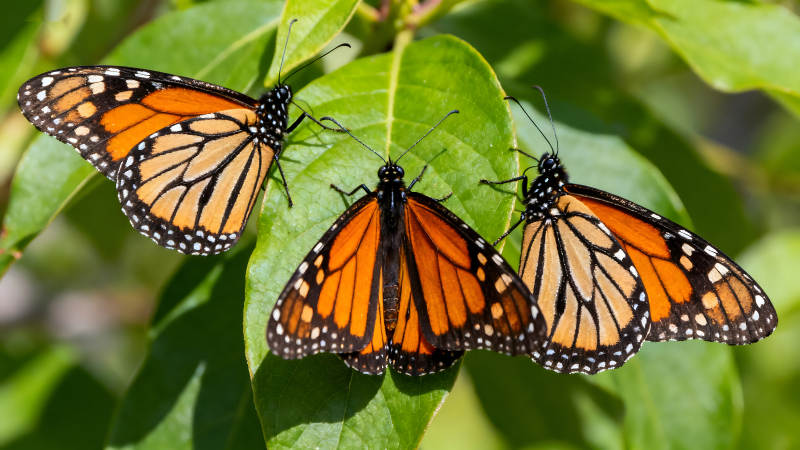 三只帝王蝶停在葉子上-圖片