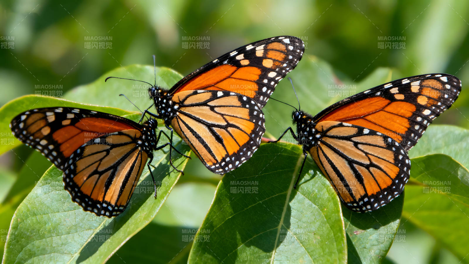 三只帝王蝶停在綠葉上-圖片