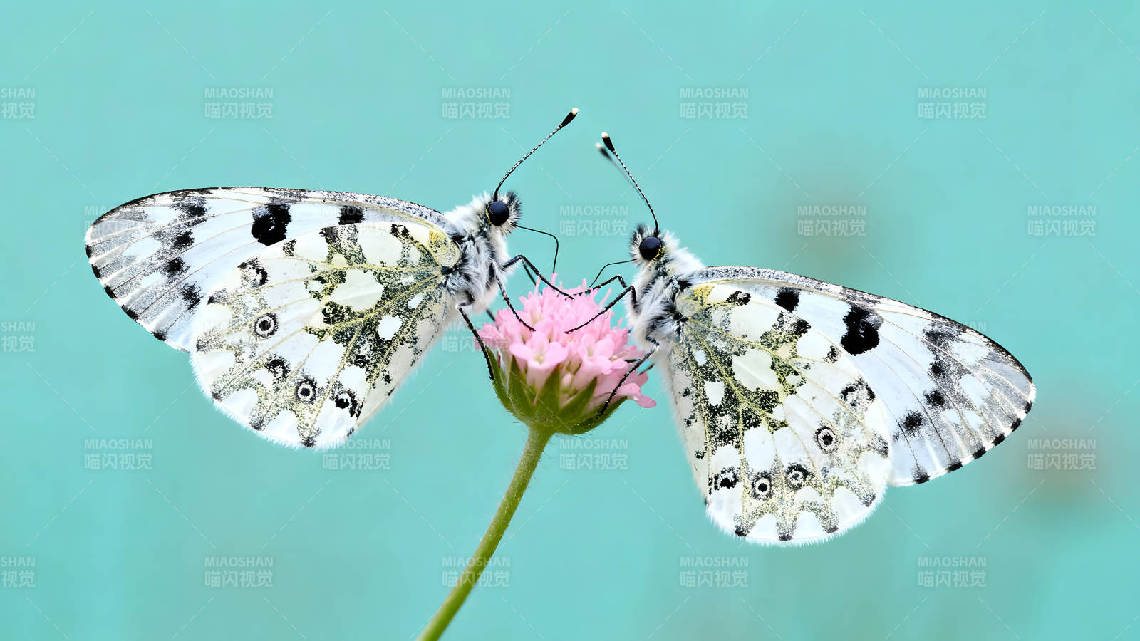 两只蝴蝶依偎在一起吸食花蜜图片