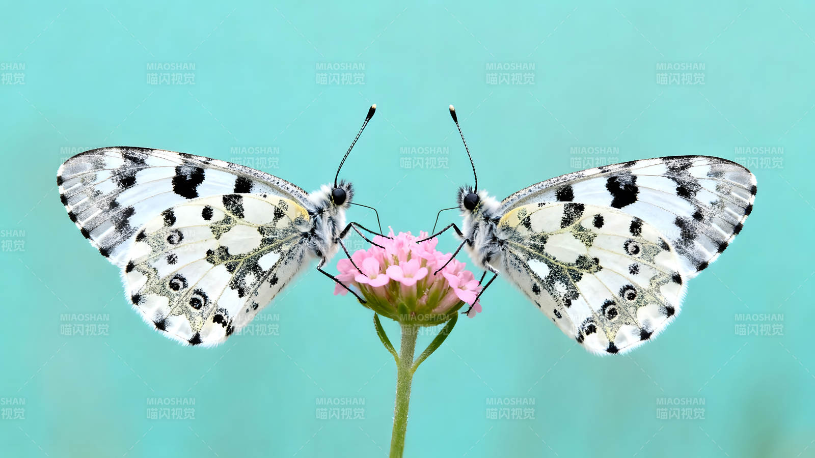 两只蝴蝶在花朵上停歇图片