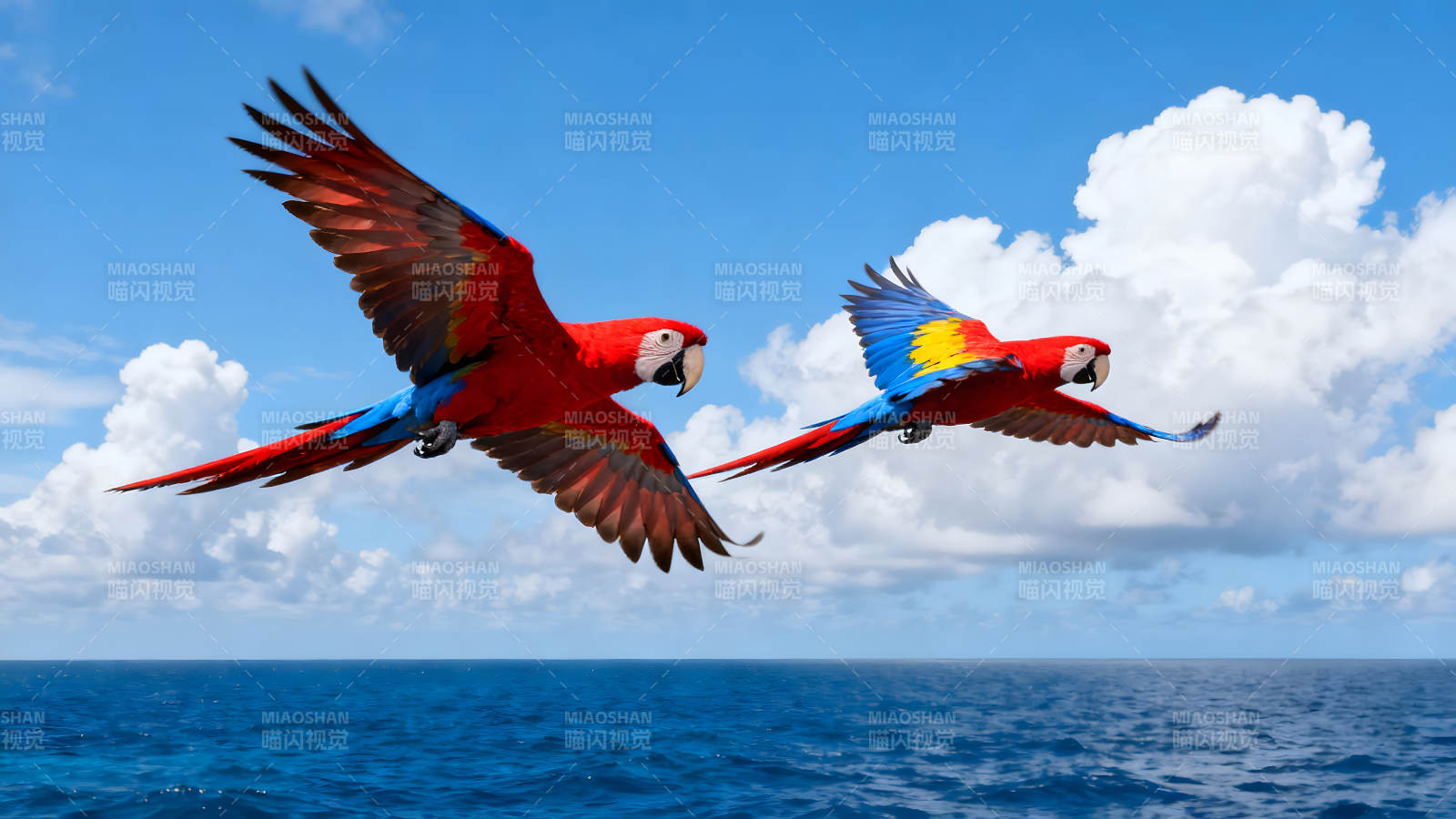 两只鹦鹉翱翔天空大海之上-图片