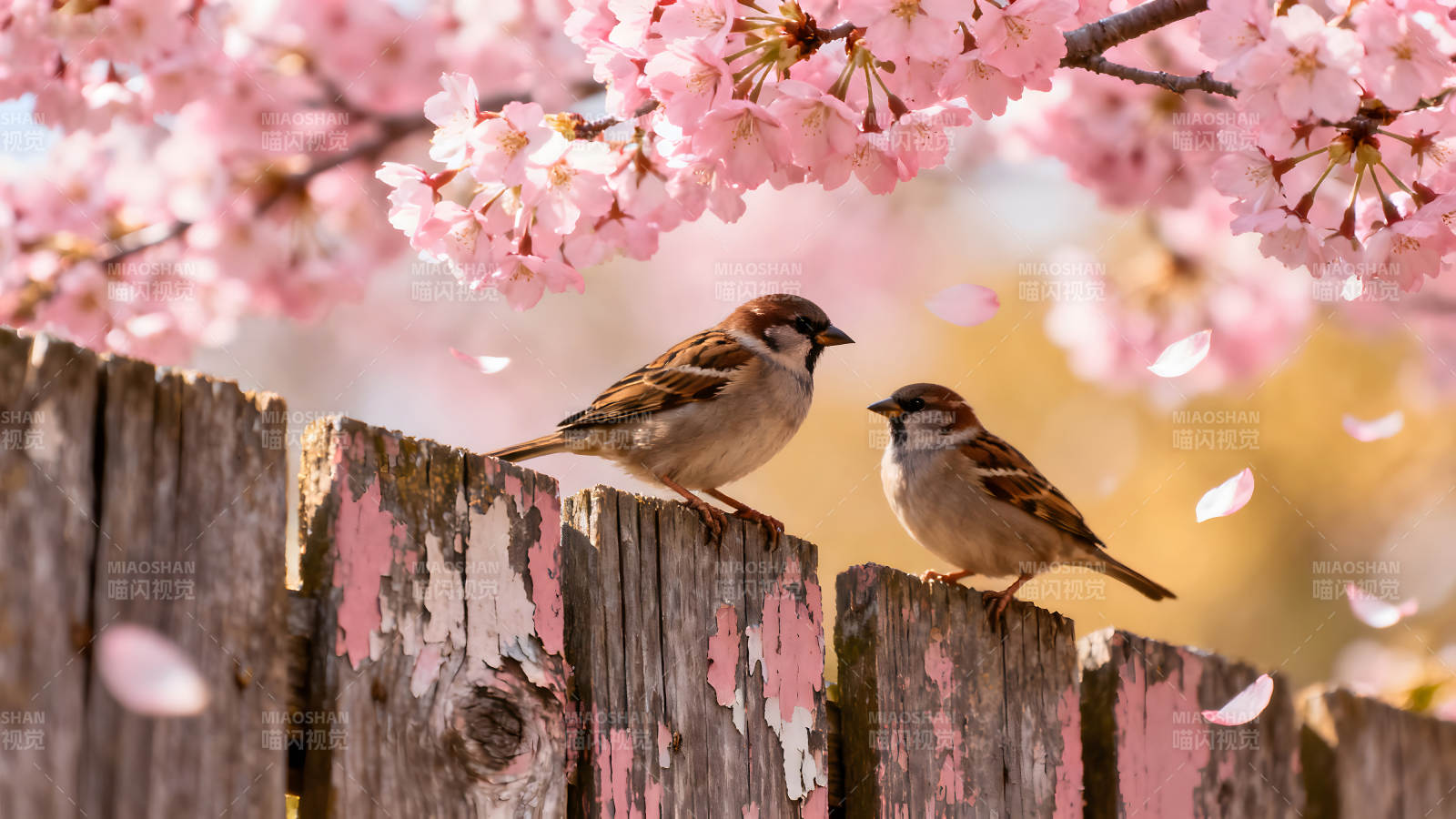 兩只小鳥棲息于木柵欄之上櫻花漫天飛舞-圖片