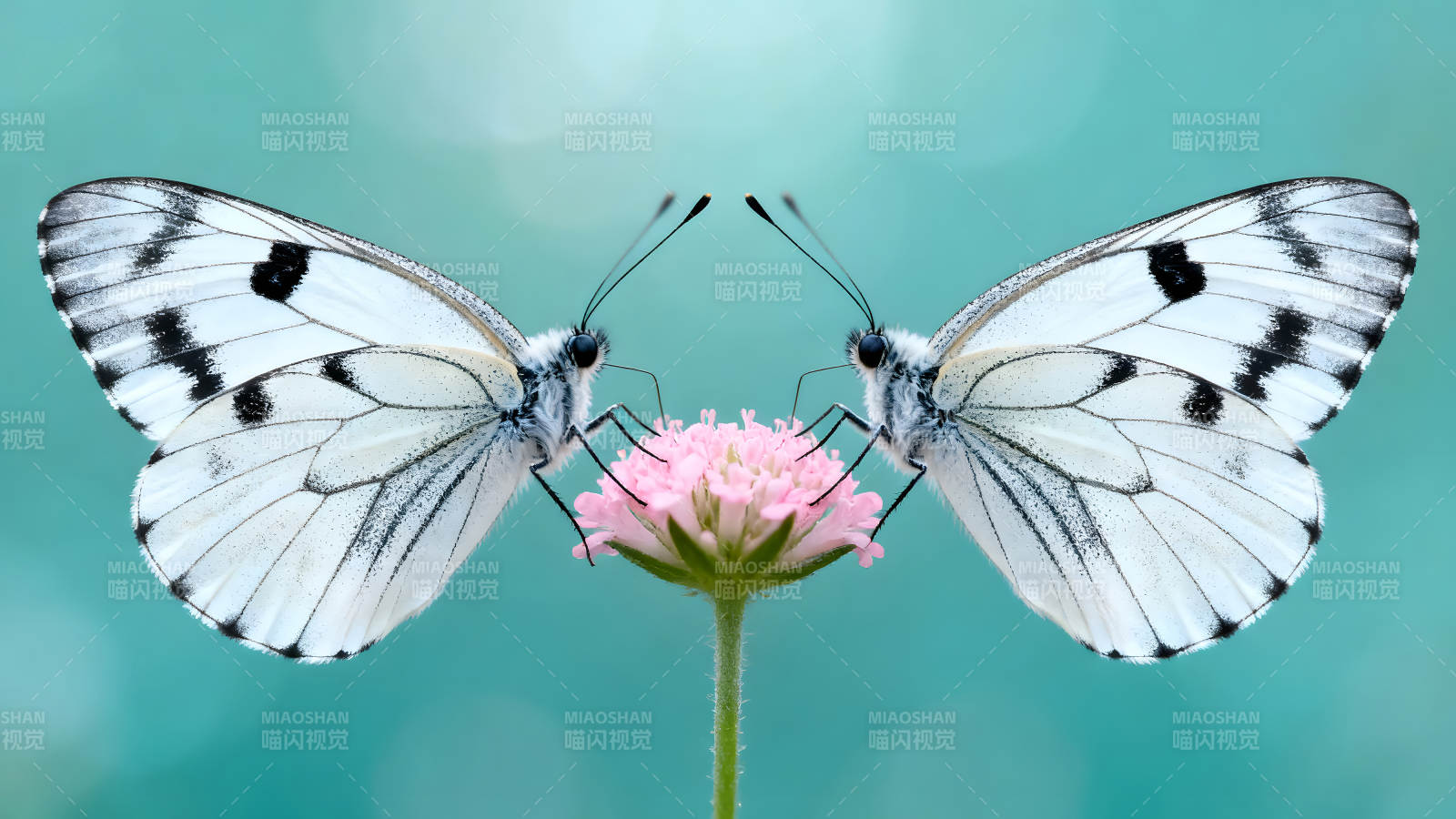 两只蝴蝶依偎在花朵上图片