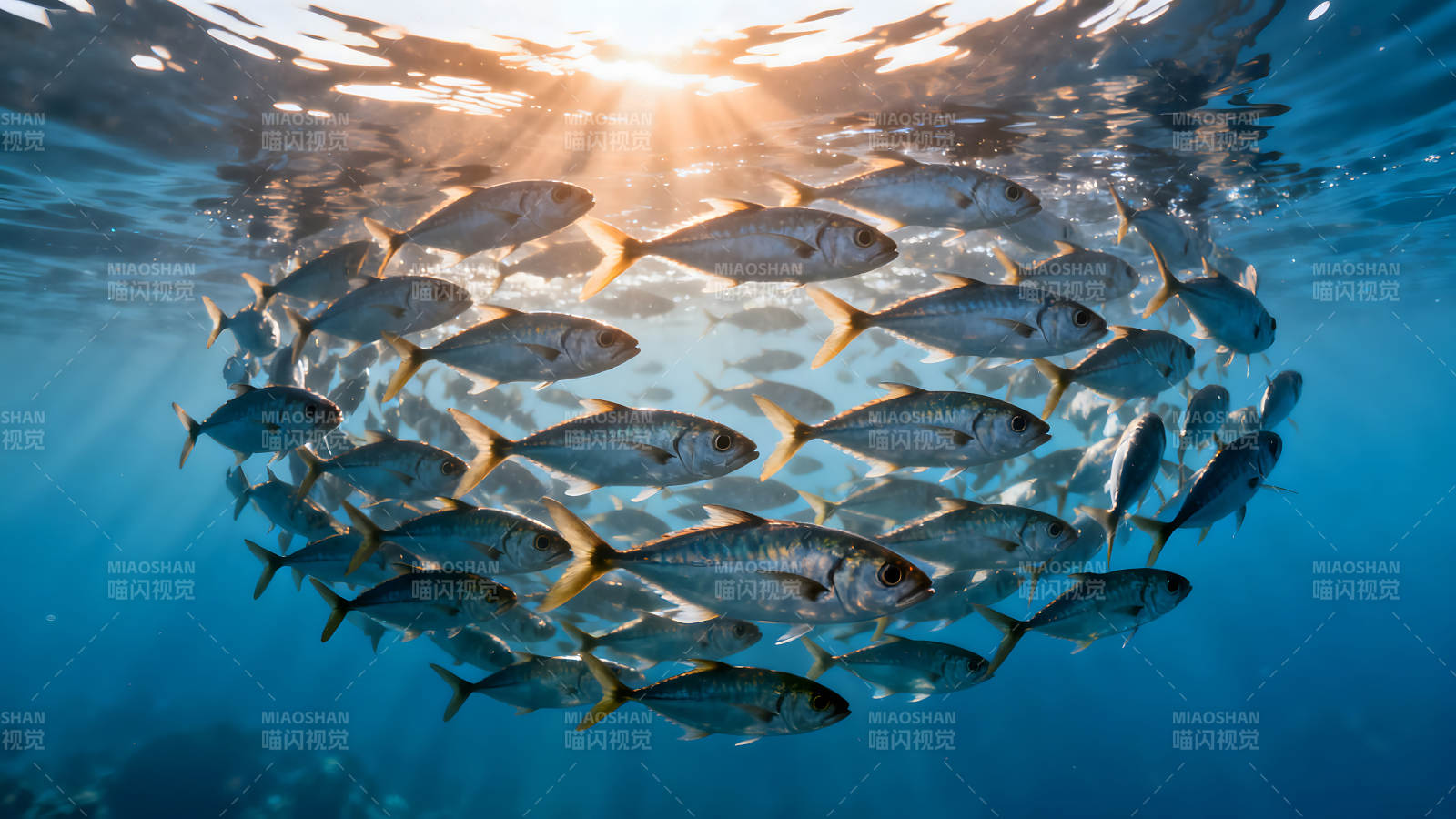 魚群水中游弋陽光穿透水面-圖片