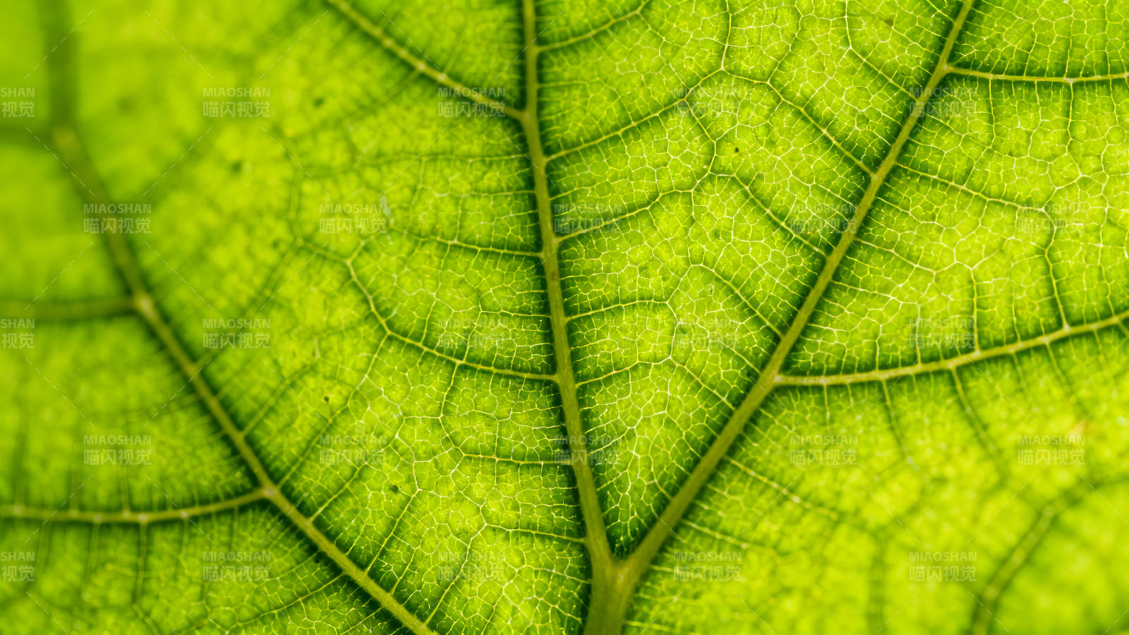 绿叶脉络细节展现-图片