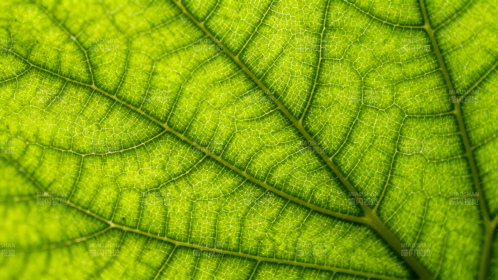 绿叶脉络微观特写图片