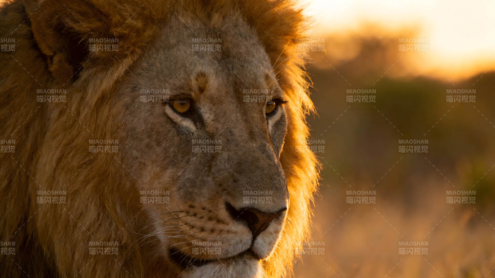 夕阳下雄狮的特写镜头展示雄伟-图片