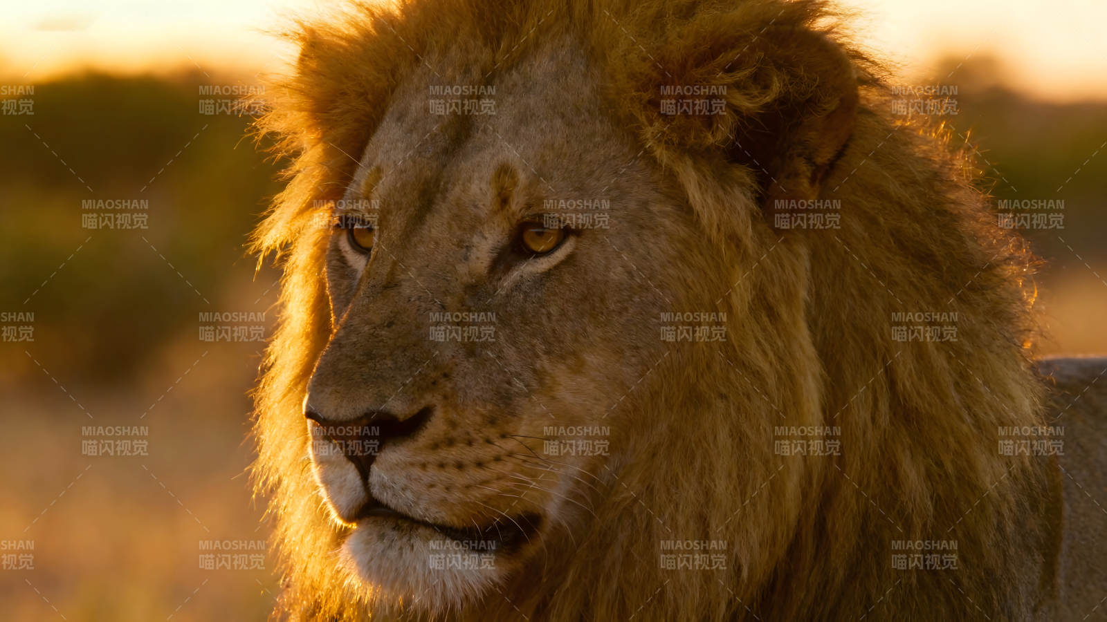雄狮凝视夕阳眼神锐利威严-图片