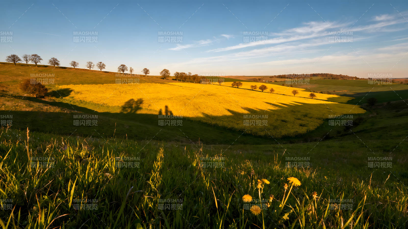 金灿灿的油菜花田沐浴在阳光下图片