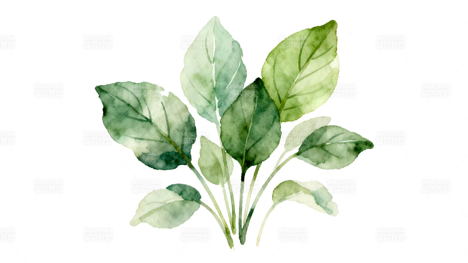 水彩风格植物叶子图图片