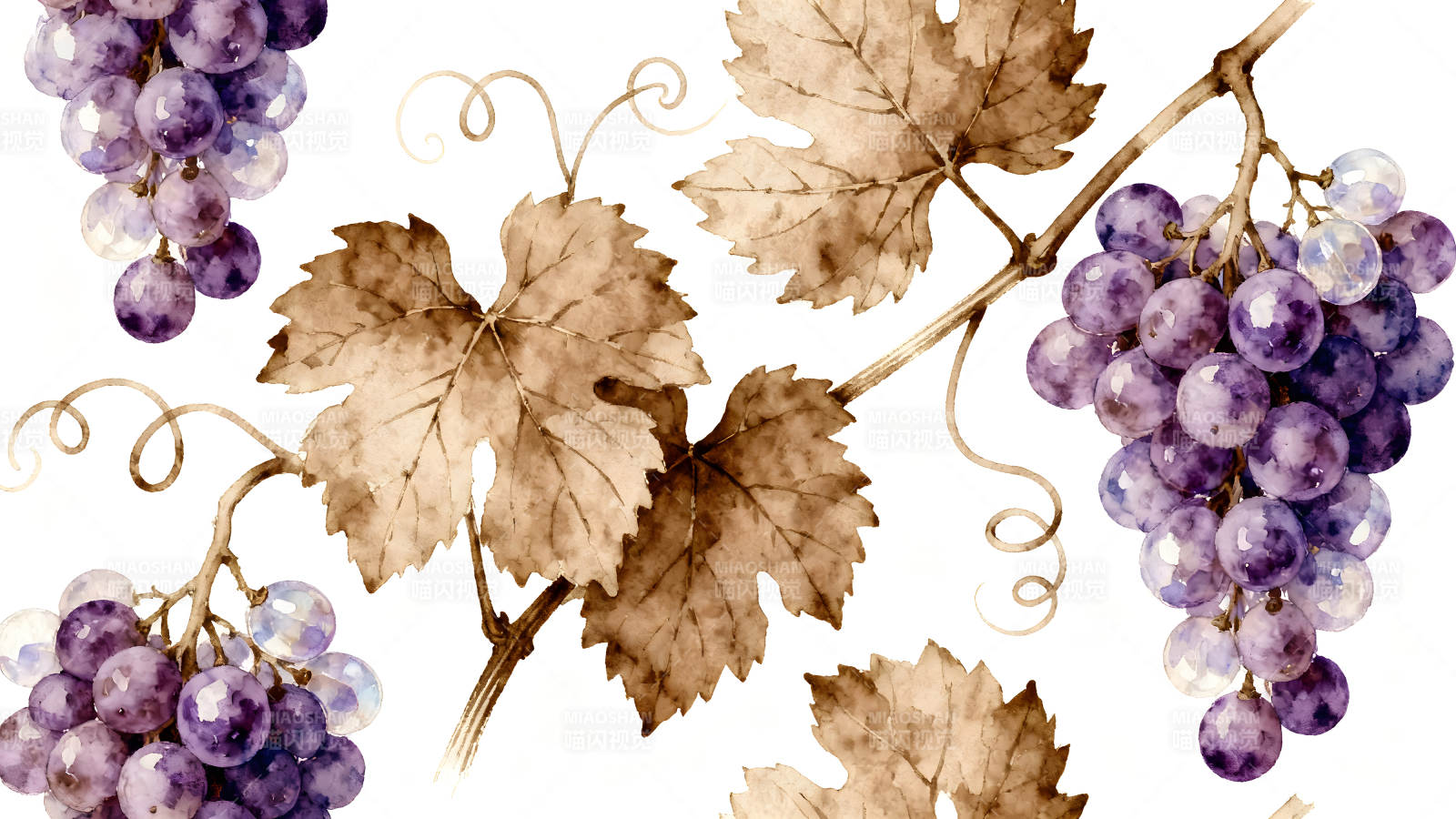 葡萄叶子水彩画-图片