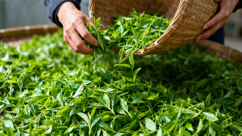 采摘茶葉的場景-圖片