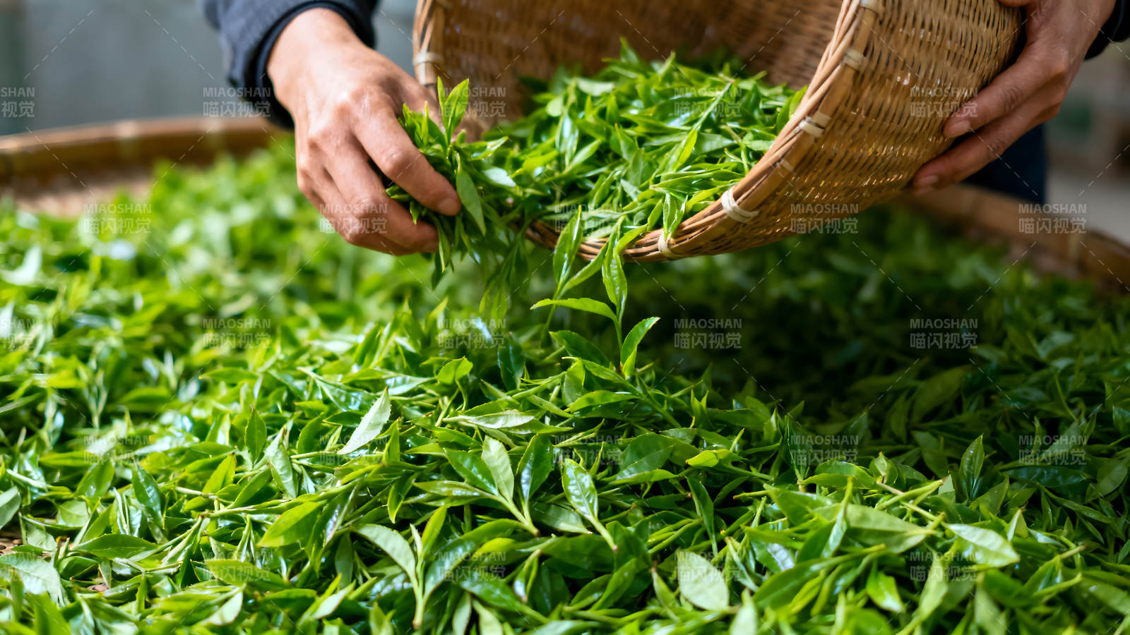 采摘茶葉的場景-圖片