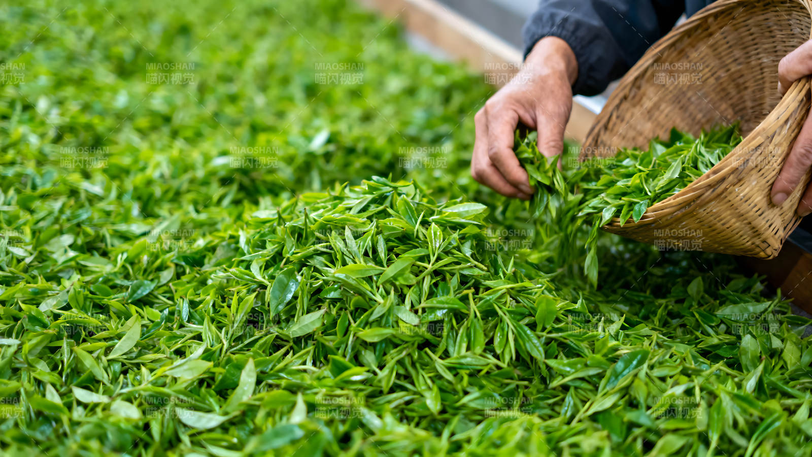 采摘茶葉場(chǎng)景綠意盎然-圖片