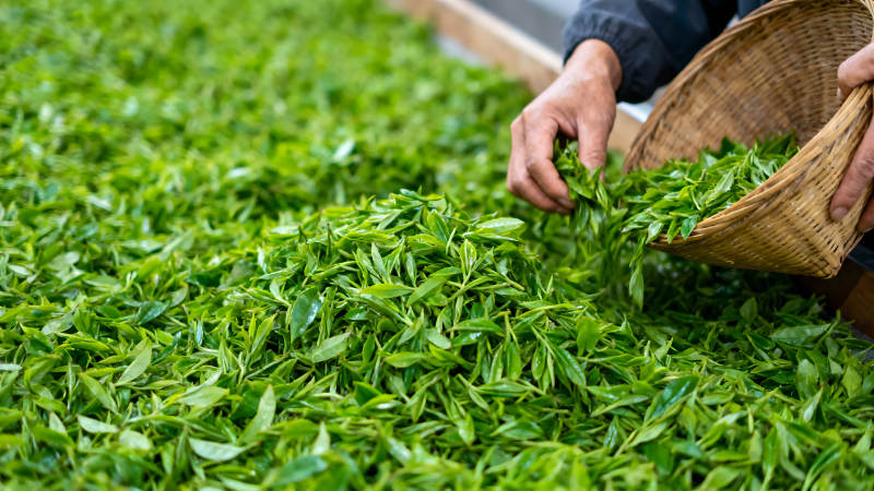 采摘茶葉場景綠意盎然-圖片