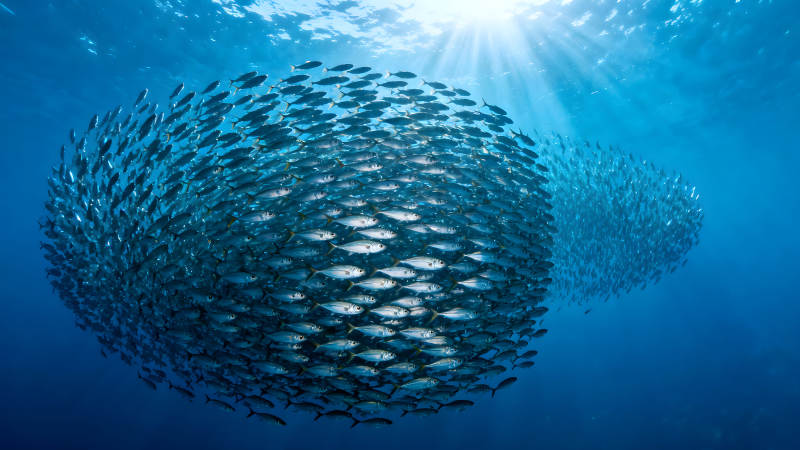 鱼群聚集阳光穿透深蓝海水-图片