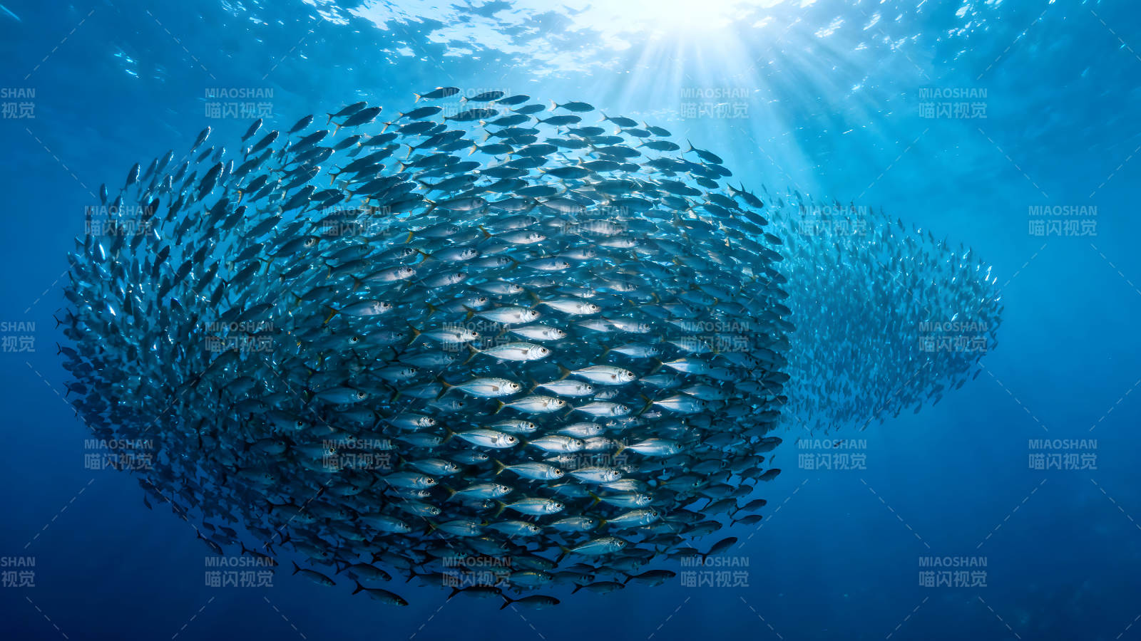 魚群聚集陽光穿透深藍海水圖片