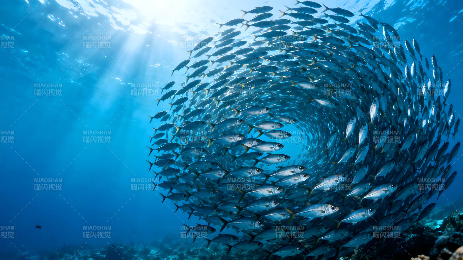 魚群旋渦在水下陽光灑入圖片