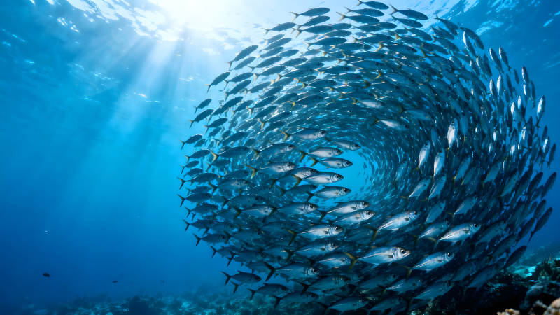 鱼群旋涡在水下阳光洒入-图片