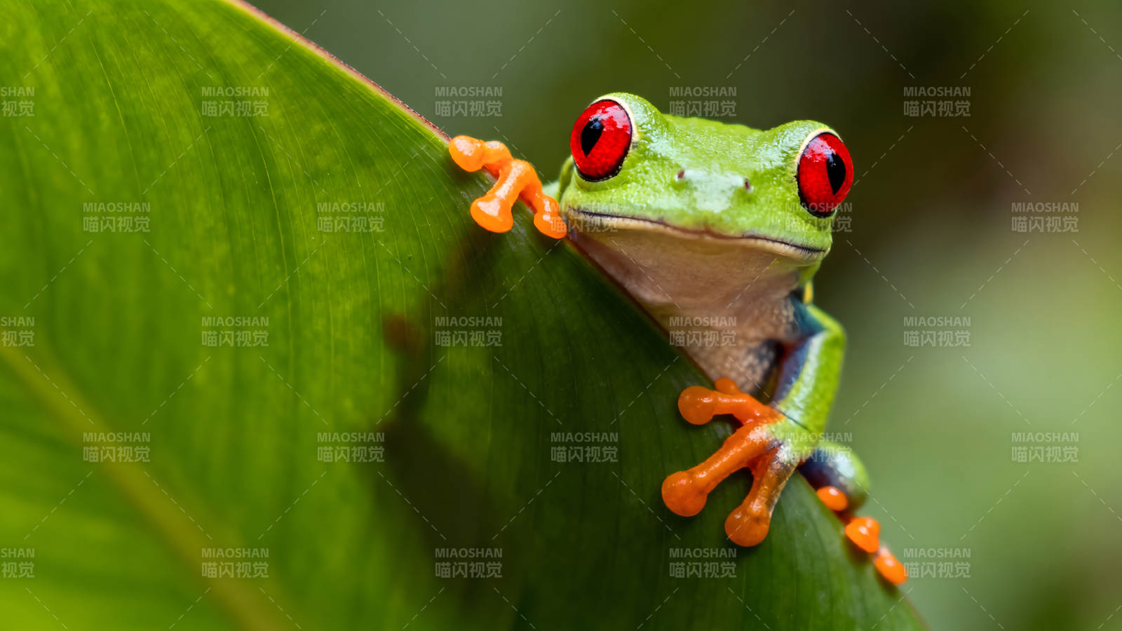 绿叶上的红眼树蛙图片