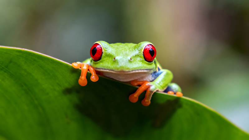 红眼树蛙在叶子上探头探脑-图片