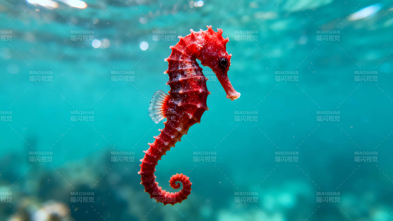 红海马水中游动姿态优美-图片