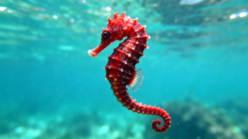 红海马水中悠游生动展现自然之美-图片