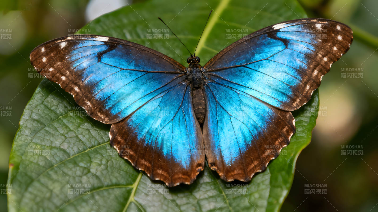 藍(lán)色蝴蝶棲息在綠葉上-圖片