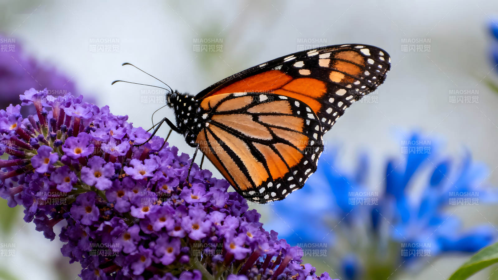 蝴蝶棲息紫花上-圖片