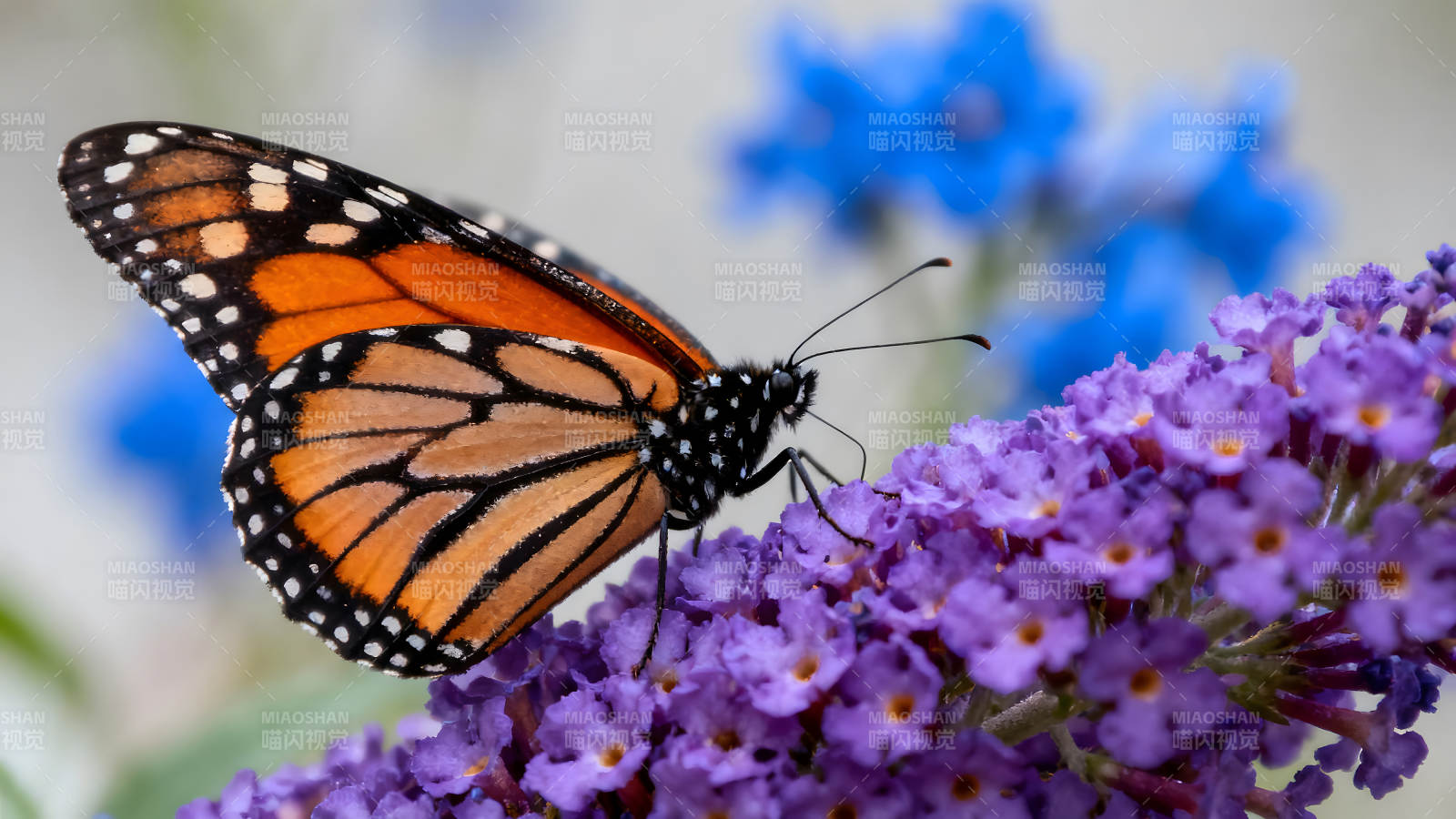 帝王蝶?？孔仙ǘ?圖片